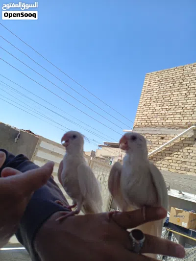 زوج كوكتيلات البينو ربه طينه عمر 4 اشهر يطلع خارج منزل وين ماتروح وراك تصيحله يجيك 2