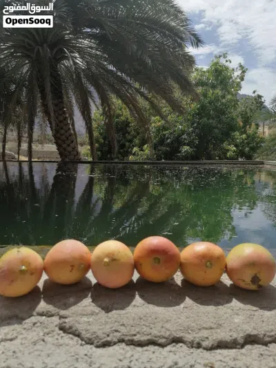 مانجو زعفراني عماني 4