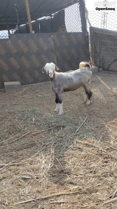 حلال طيب ونظيف 4