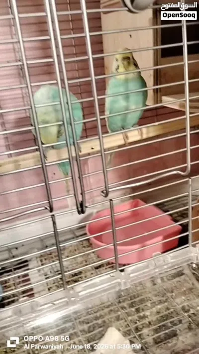 golden face green rainbow budgie pair full breeding mood 45 kd 3