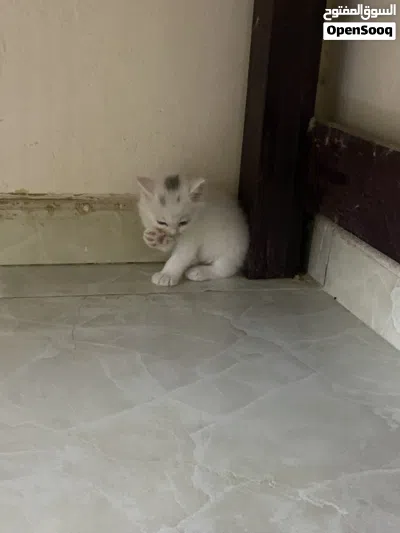 قطط شيرازي 3