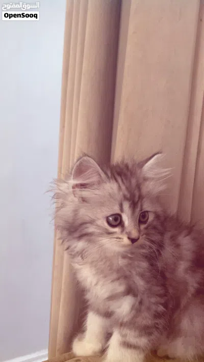 قطة شيرازية 2