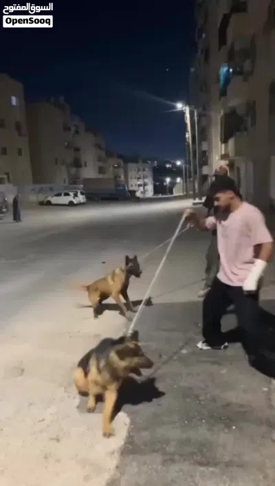 ذاكرين جيرمن لونج هير وبلجم مالينوه 3