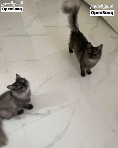 Cat for Adoption 3