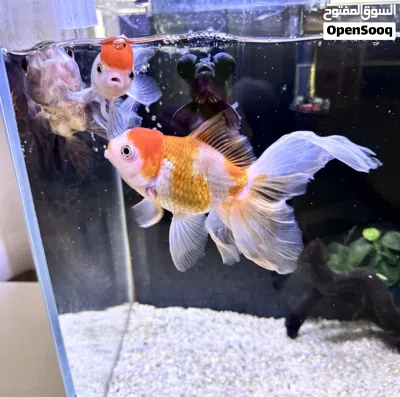 Oranda fish 2