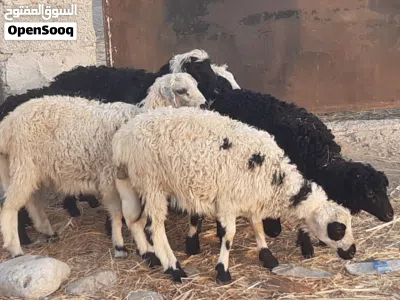كباشة وحملات ماشاء الله 3