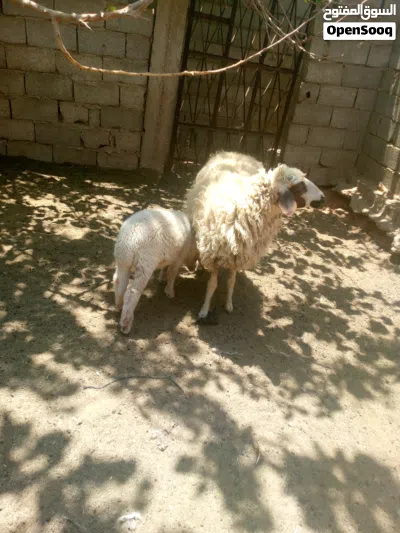 سلام عليكم متوفر نعجه والده خروف 3