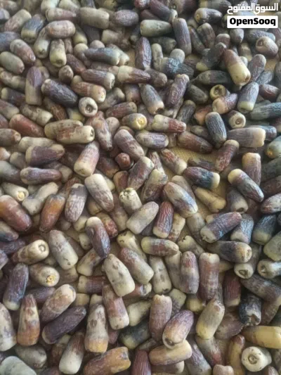 تمر نغال (جريجرو) محقب انتاج السنه 3