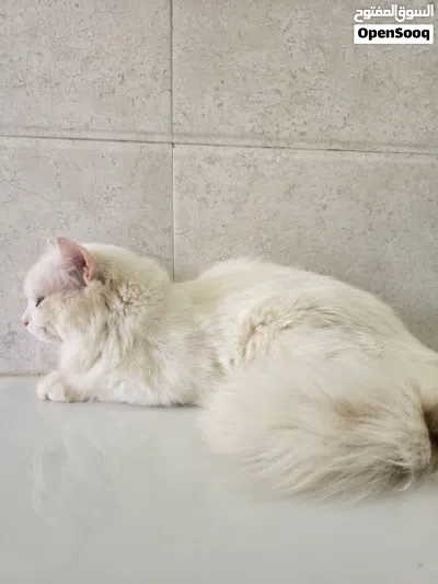 قط شيرازي ابيض أليف مناسب للاطفال 3