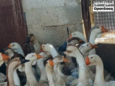 وز افريقي للبيع+فراخ وز من عمر اسبوع واكثر 2