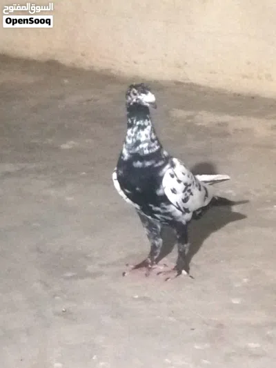 طيور حمام للبيع 4