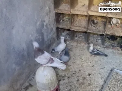 يوجد تشكيلت حمام للبيع اما جوز المكابي الي في صوره مش للبيع أقرء وصف 4