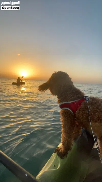 توي بودل احمر للبيع Red toy poodle for sale #poodle #redtoypoodle 2