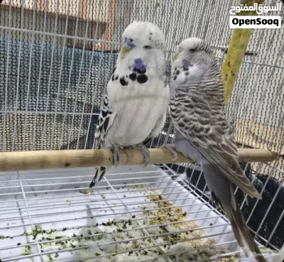 جوز بادجي انجليزي منتج 3