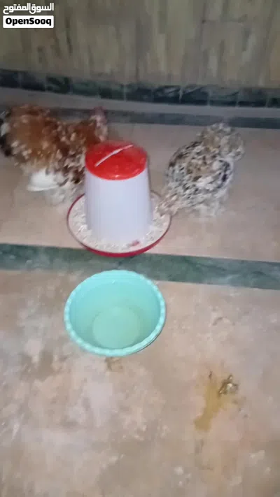 كوبيا زهريا تبارك الله منتجه 3