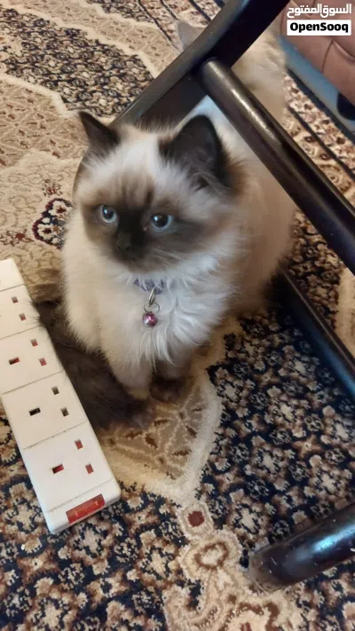 Himalayan 4 months kitten 2