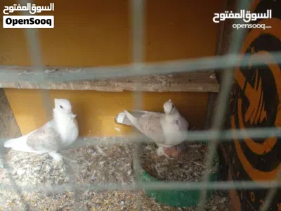 حمام زينه زوج للبيع نضيفات وبزارات مالات بيت 3