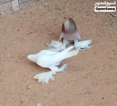 كوبيا مصوقرة 4