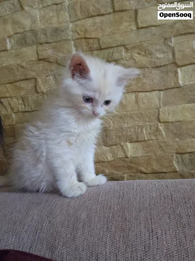 قطط شيرازي للبيع 2