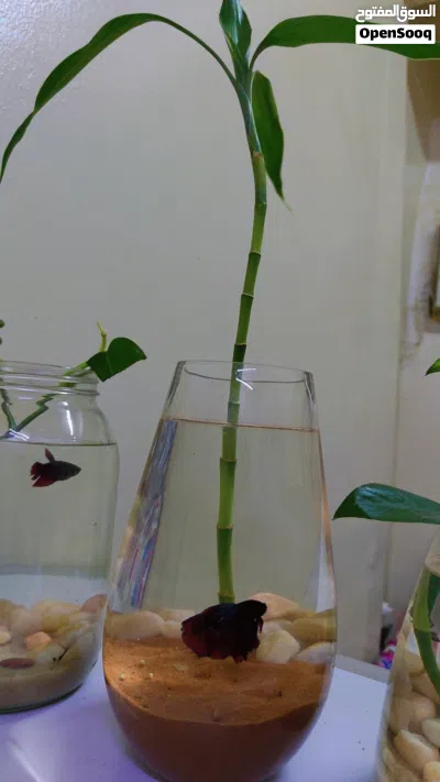 أسماك البيتا المقاتلة مع الأوعية والزينة Betta Fighter Fishes With Bowls and Decorations 4