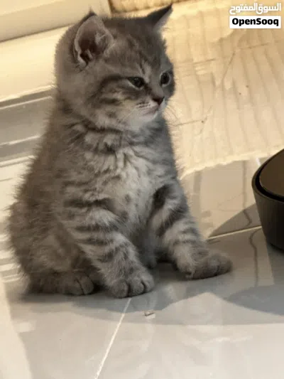 للبيع قط سكوتش ستريت ذكر 4