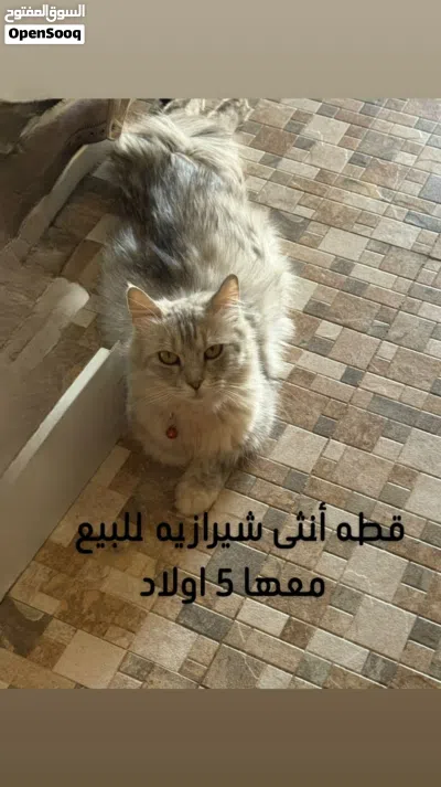 undefined 3