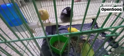 بلبل ذكر و زوج طيور. كناري 2
