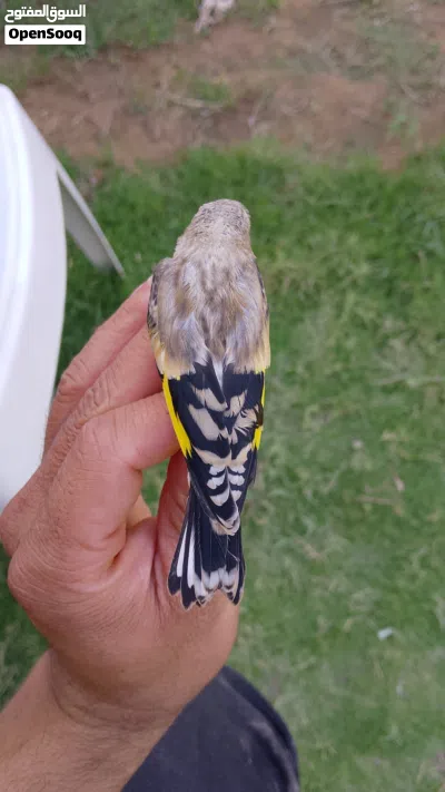 طواوير للبيع 4