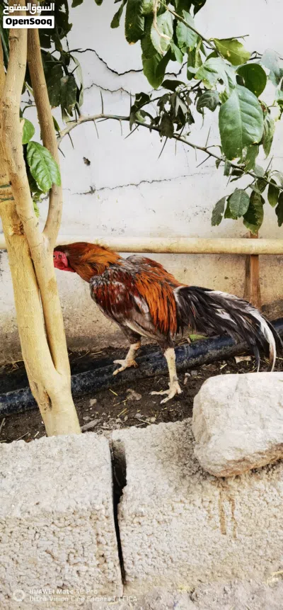 دیك پاکستانی 4