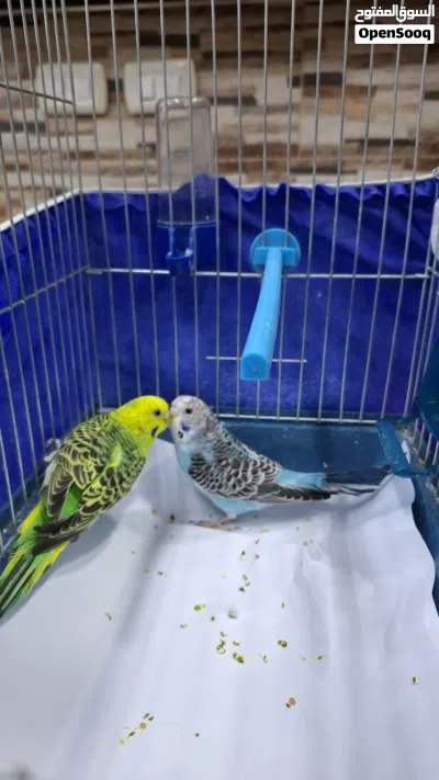 عصفور حب بادجي 2