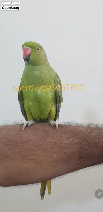 دره اليف طينه 2