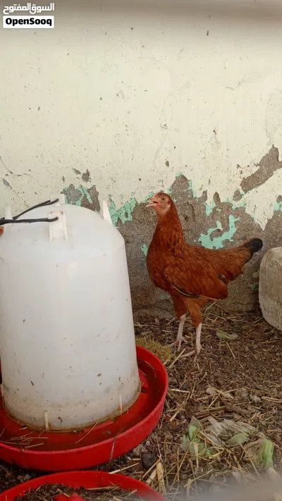 للبيع دجاج الفرنسي و دجاج الكوشن و السمان العادي الجامبو تابع الوصف 4