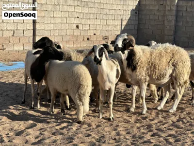 غنم للبيع العدد 7 3