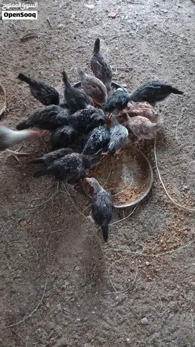 دجاج كويتي اصلي شوكيات 4