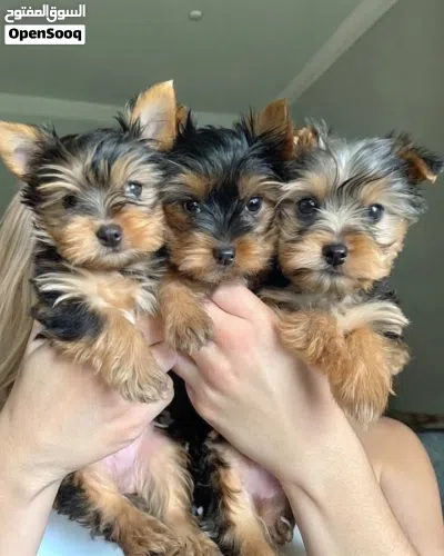 Yorkies puppies 2