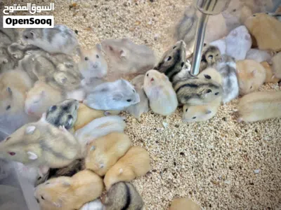 Winter white dwarf hamster. 3
