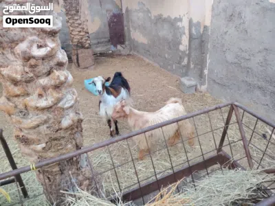 تيوسه للبيع اقراء الوصف لا يفوتك 2
