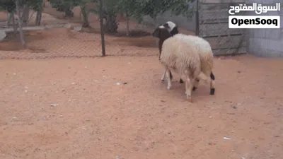2فطايم وطنيات مشالله سلاله تبارك الله لبيربي عمرهم ف7شهور سليمات من العيوب.. 4