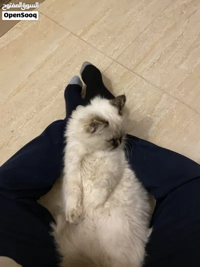 قطة للبيع بتبوك 4