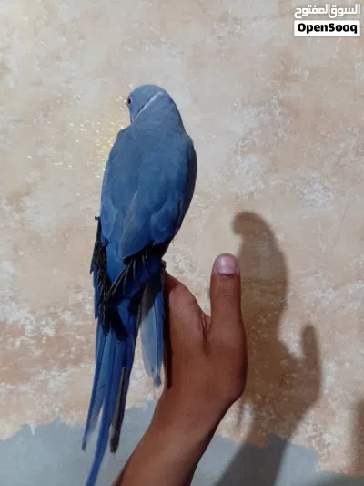 فحل دره ازرق فاله ابو فراخ شغال بخربط حكي ويسفر بطلع اصوات لعوب ريش كامل ذيل كامل محجل اليف بالصلاه 4