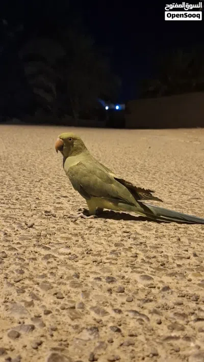 بغبغاء دره هندي 4