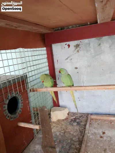 زوج دره هندي منتج جوا افراخ 2