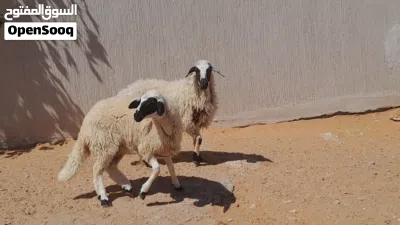 2فطايم وطنيات 7شهور سلاله ربي يبارك سليمات من العيوب والامراض متع تربيه او موس لبيدبح.. 4