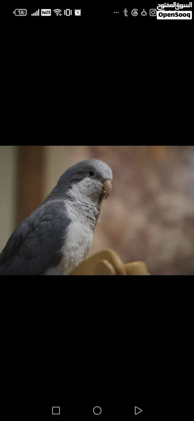 فرخ كويكر لون سكني 3