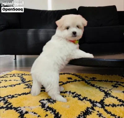 بنوته هافنيز ميني بيورر 4