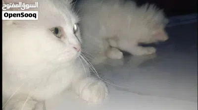 قطط شيرازي للبيع في محافظة إب 4