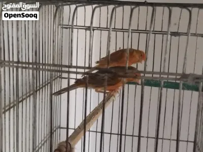 جوز كنار جاهز للبيع 2