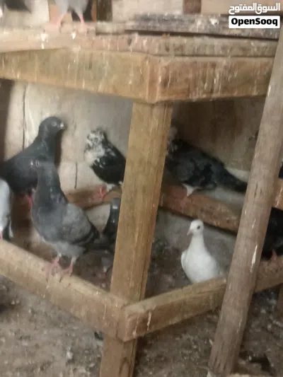موجود 34 حمامه للبيع او تبديل على دجاج 4