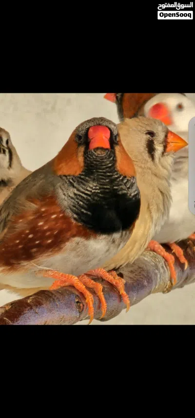 زيبرا حجم فوق المتوسط 3