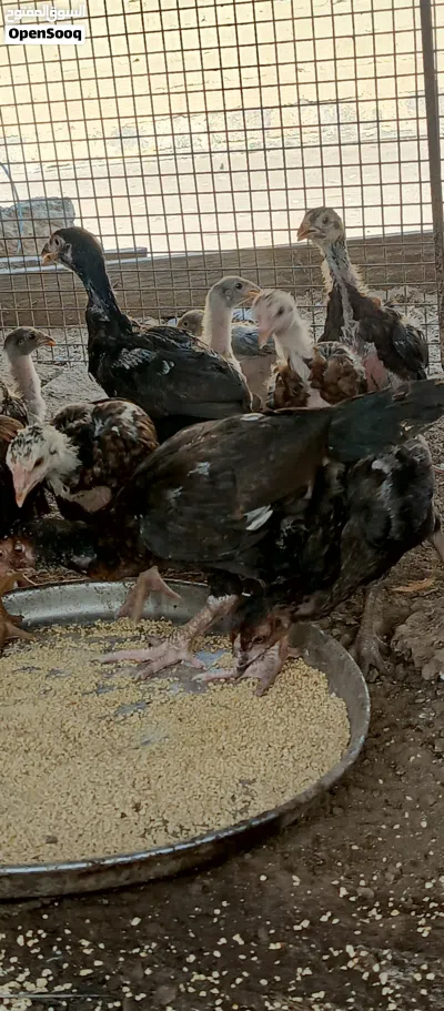 دجاج باكستاني اصل بنجابي سندي 4